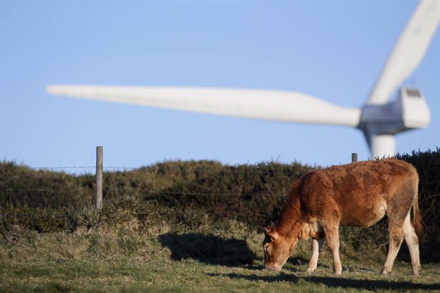 Archivo - Una vaca pasta frente a un aspa de un aerogenerador