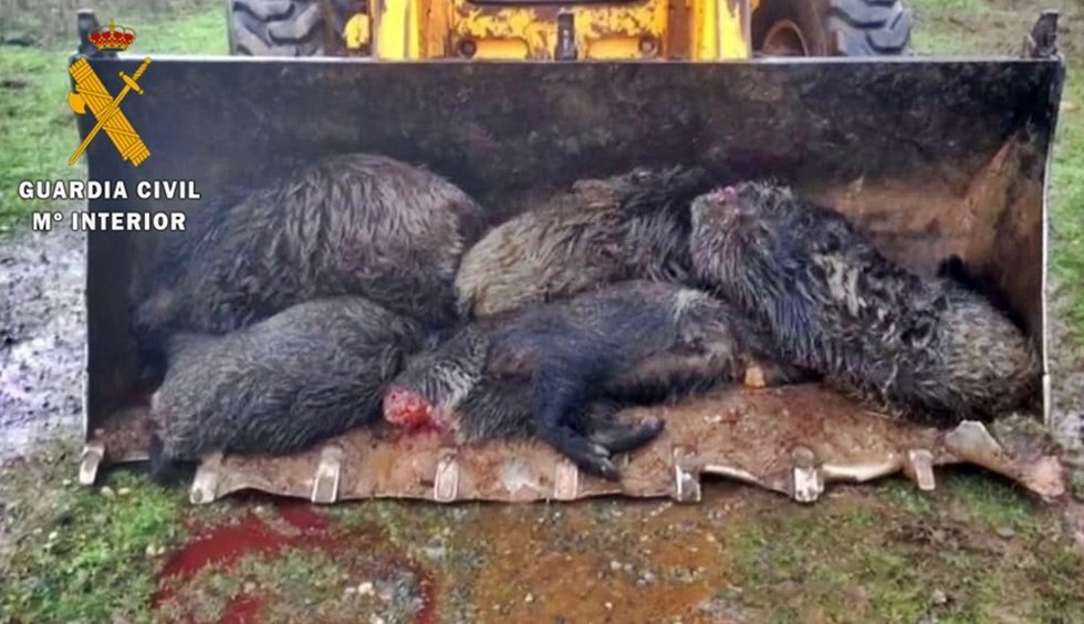 Animales abatidos por un furtivo.