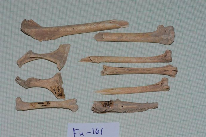 Huesos de pardela extinguida en Canarias