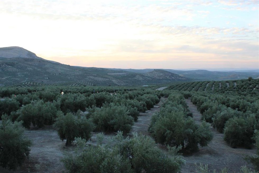 Archivo - Paisaje de olivar de Sierra Mágina, en Jaén