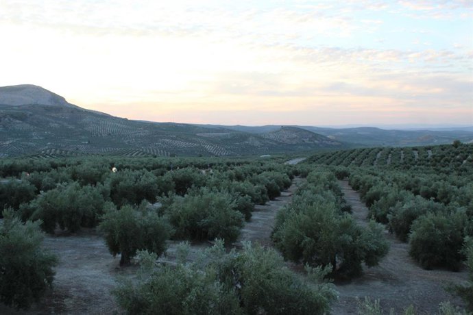 Archivo - Paisaje de olivar de Sierra Mágina