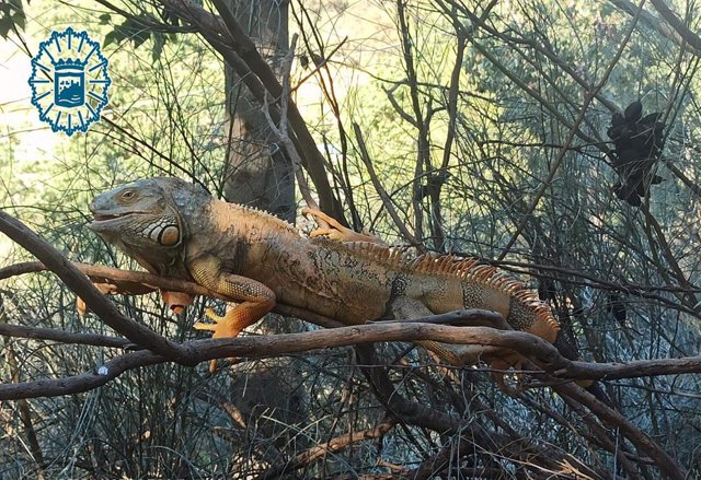 Iguana capturada por la Policía Local de Málaga