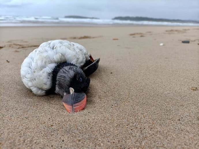 Los temporales de las últimas semanas provocan un episodio de mortandaz de aves marinas, según SEO/Birdlife que ha contabilizado más de un millar en 2023. En la foto, frailecillo muerto en una playa.