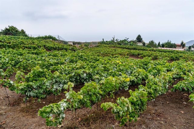 Archivo - Imagen de archivo de una plantación de vides para la producción de uvas de vino en la isla de Tenerife