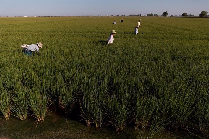 Archivo - Un grupo de jornaleros durante su labor, escardar arroz, en un campo en Isla Mayor. A 26 de agosto de 2022 en Sevilla (Andalucía, España).