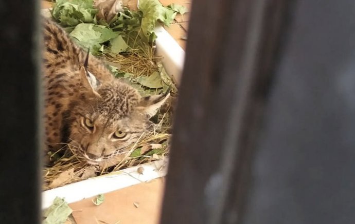 Archivo - El ejemplar de lince ibérico en el Centro de Recuperación de Especies Amenazadas (CREA), en Pinos Genil (Granada), en imagen de archivo