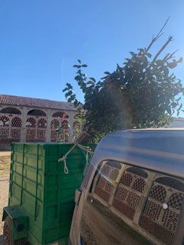 La Diputación de Cáceres repartirá más de 19.000 árboles en la nueva campaña para embellecer los municipios de la provincia