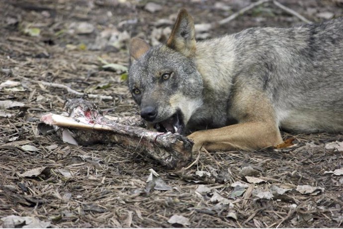 Lobo comiendo carne, en imagen de recurso
