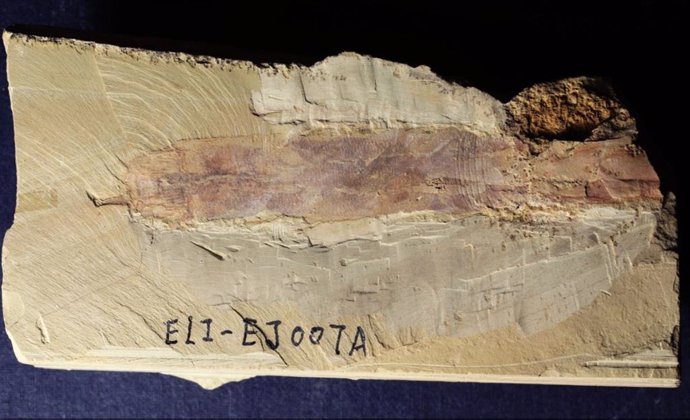 Espécimen del gusano jaula del Cámbrico Iotuba procedente del yacimiento fósil de Chengjiang.