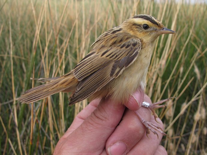 Archivo - carricerín cejudo (Acrocephalus paludicola) en la Laguna de Gallocanta.