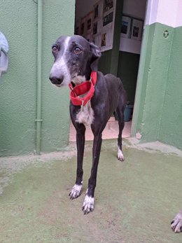 Archivo - Perra galga 'Siria', de la que se ha denunciado su robo en un refugio de Huévar del Aljarafe (Sevilla).