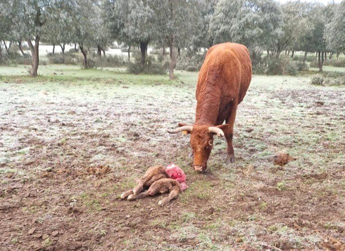 Ataque de lobo en la finca de la comarca de La Armuña (Salamanca).