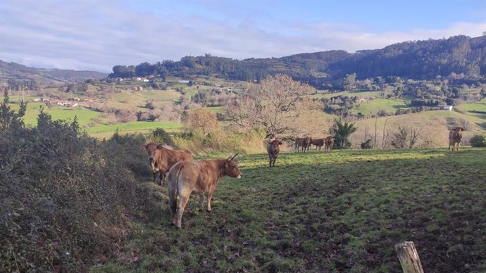 Vacas en Villaviciosa