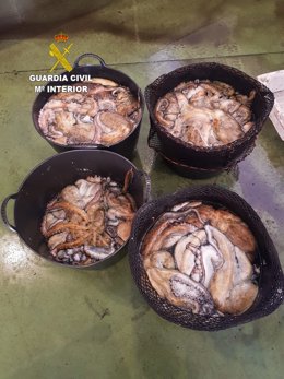 Más de 100 kilos de pulpo de talla pequeña incautados en el puerto de Camariñas (A Coruña).