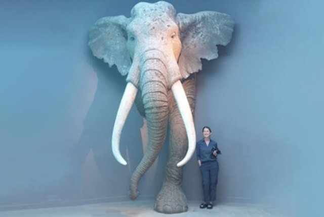 Comparativa de tamaños de un extinto elefante de colmillos rectos y de un ser humano