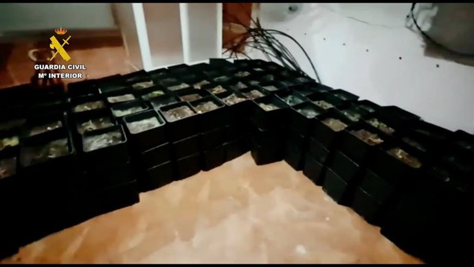 Detenidas tres personas y desmantelada una plantación de marihuana en un club de la Cuenca Minera de Huelva.