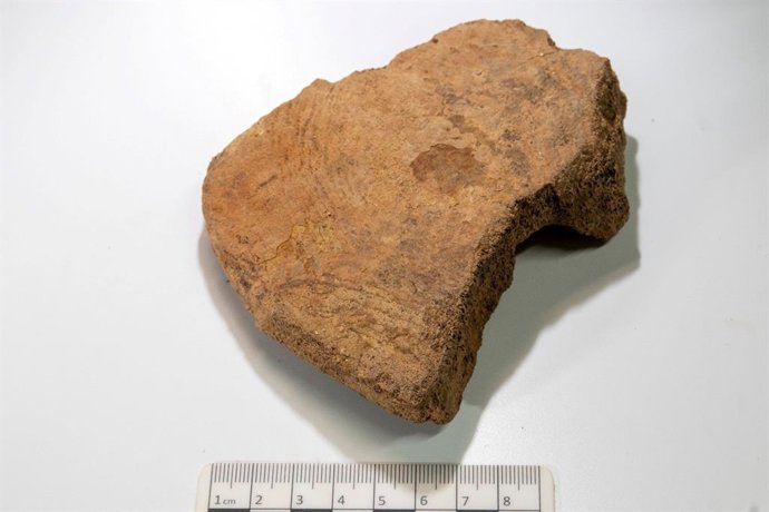 Restos de cetáceos encontrados en Santander