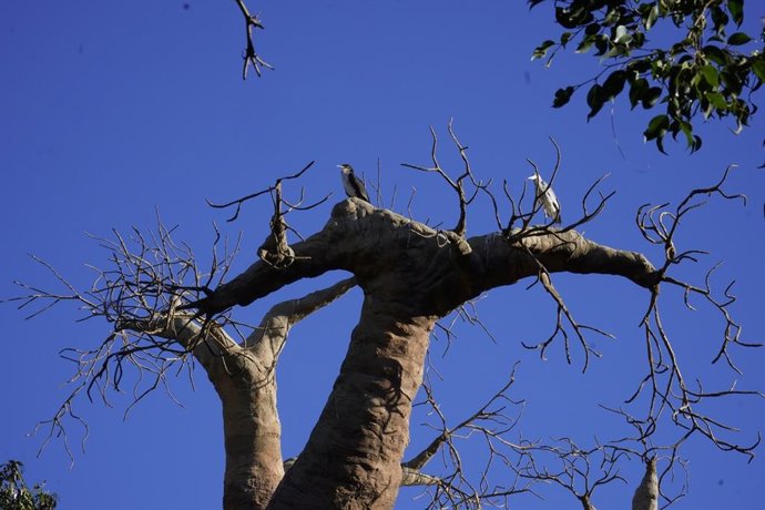 Aves de paso en Bioparc Fuengirola.