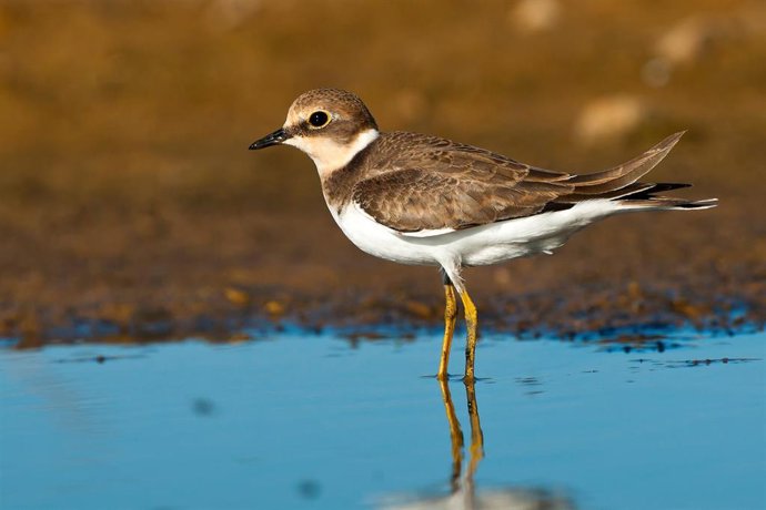 Archivo - Imagen de un chorlitejo chico en un humedal.