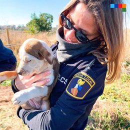 La Policía Local rescata a un cachorro de perro que estaba atrapado en el sifón de una acequia en Castelló