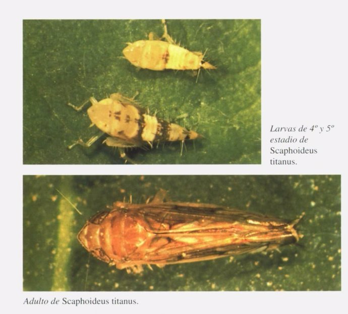 Ejemplares del insecto 'Scaphoideus titanus', causante de la plaga de la flavescencia dorada de la vid