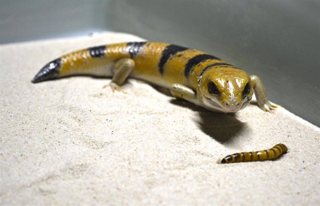 Archivo - El ejemplar de lagarto pez de arena que ya se encuentra en las instalaciones del parque de naturaleza y animales Terra Natura Benidorm.