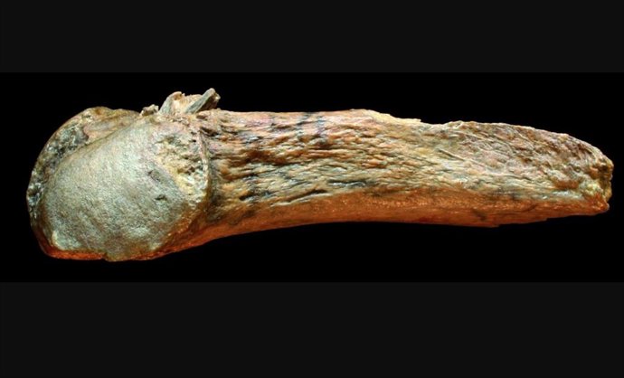 Costilla de mastodonte del yacimiento de Manis con la punta incrustada a la izquierda