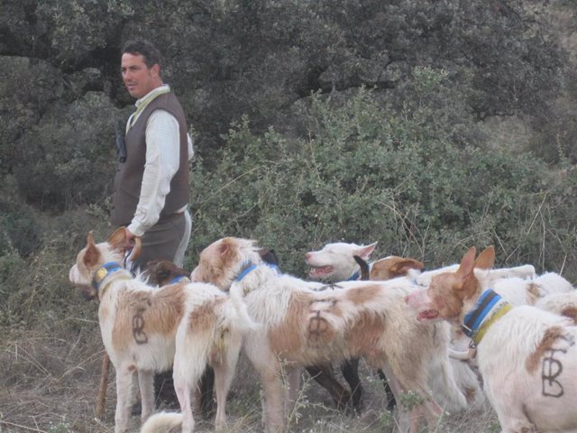 Archivo - Una rehala de podencos (Foto de archivo).