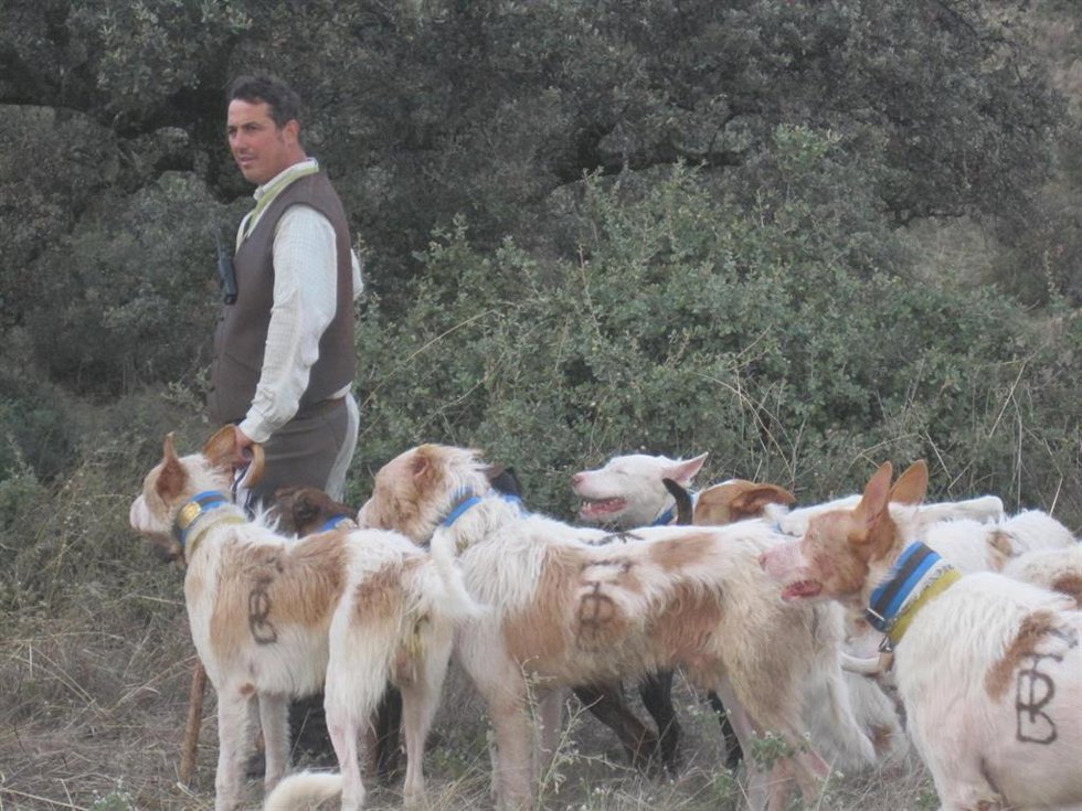 Archivo - Una rehala de podencos (Foto de archivo).