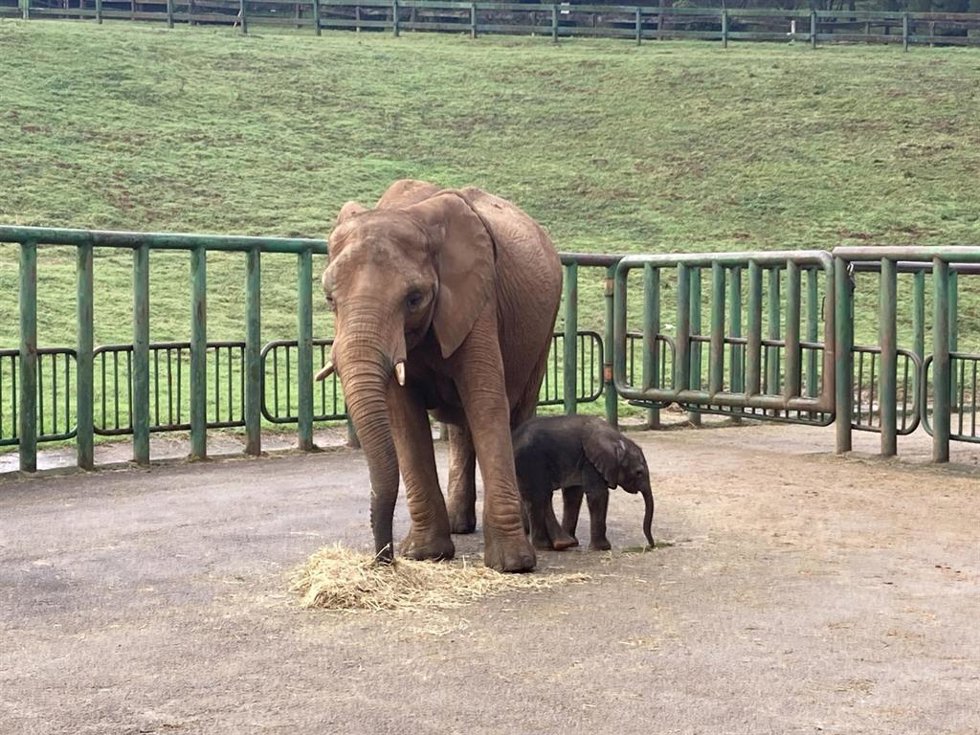 Nacimiento de elefanta en el Parque de Cabárceno