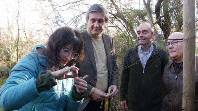 Anillamiento de aves en la Albufera de Adra, en Almería