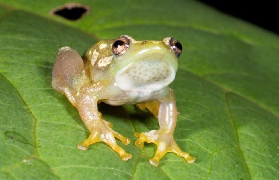 Hyperolius ukaguruensis, la rana silenciosa
