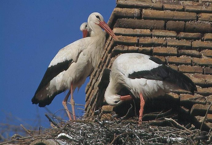 Archivo - SEO/BirdLife pide a las administraciones que busquen vías para mejorar la convivencia con las cigüeñas en zonas urbanas