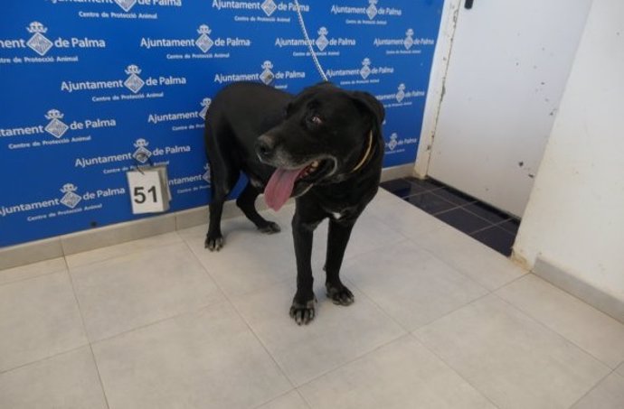 El perro rescatado cuando entró en el Centro Municipal de Recuperación Animal de Son Reus.