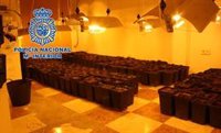 Detenido en Granada un joven que transportaba una bolsa con 110 plantas de marihuana en plena calle