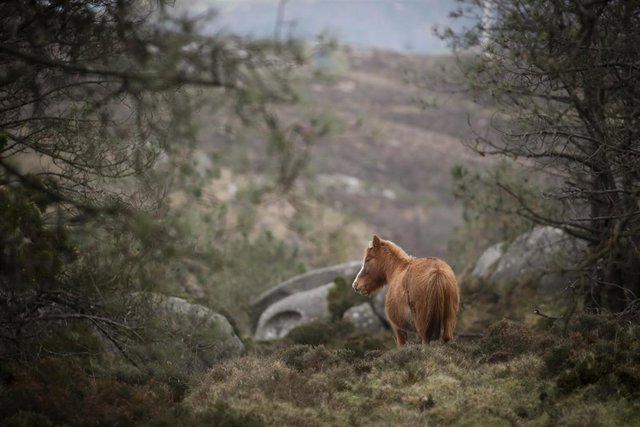 Un caballo salvaje, a 13 de enero de 2023, en Ferreira do Valadouro, Lugo, Galicia (España). En la sierra del Xistral habita una población de entre 1.500 y 2.000 caballos, que pertenecen a alrededor de 160 propietarios. El proyecto europeo Life in Common 
