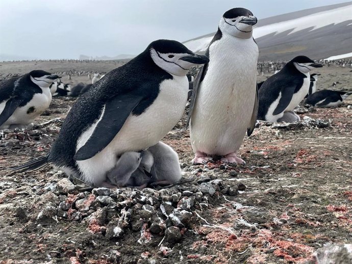 Pingüinos objeto de estudio