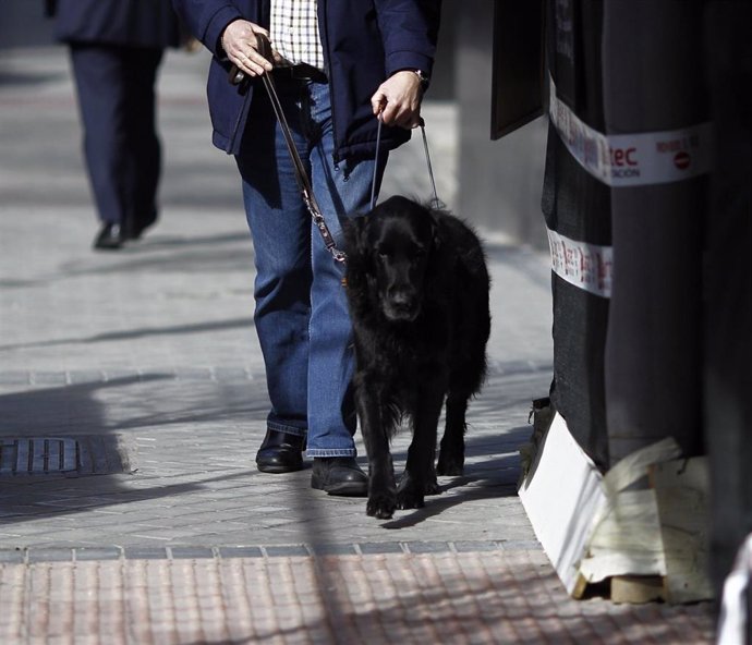 Archivo - Personas ciega con perro guía