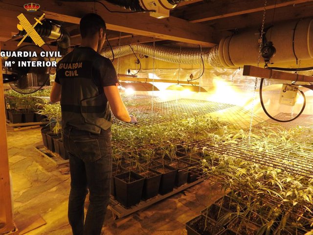 Plantación de marihuana desmantelada por la Guardia Civil. Archivo.