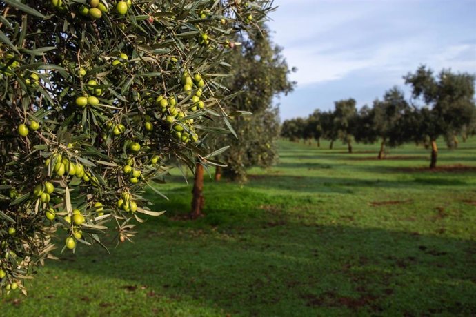 Olivos de la DO Estepa.