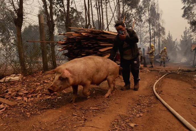 Un hombre huye de los incendios forestaeles en Tome, Chile