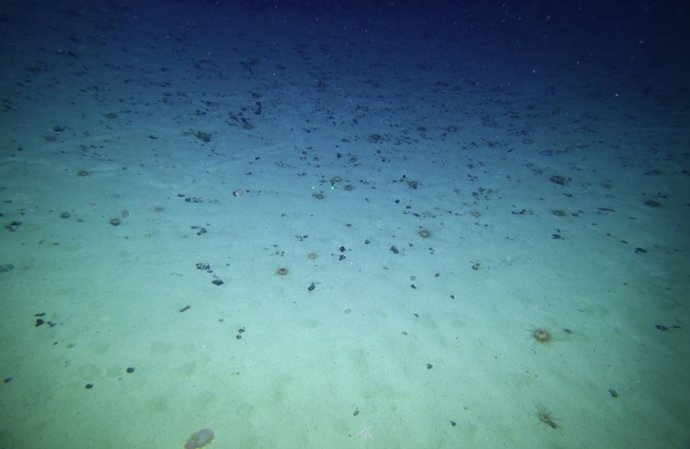 Lecho marino abisal