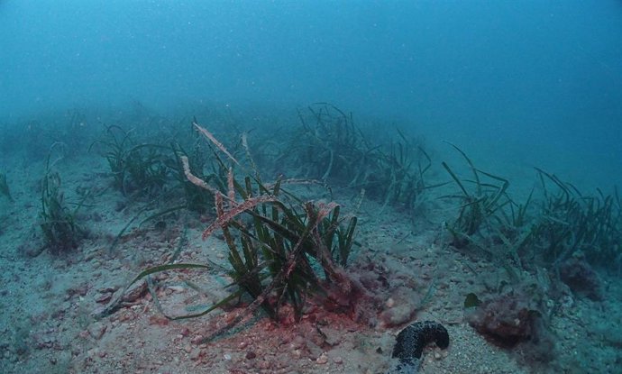 Pradera de posidonia afectada por un vertido