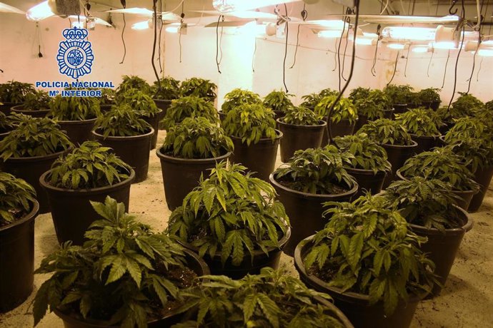 Detenidos Los Miembros De Un Clan Familiar Dedicados Al Desarrollo De Plantaciones De Marihuana Nota De Prensa, Fotografía Y Audio