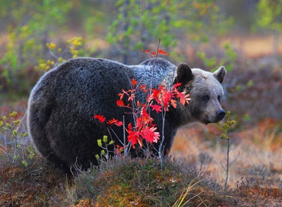 Ejemplar de oso pardo.