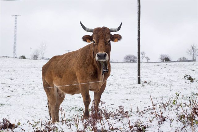 Archivo - Una vaca rodeada de nieve durante la primera nevada del año en las montanas de Os Ancares, que ha dejado cumbres nevadas en el noroeste peninsular en cotas superiores a los 800 metros. Se espera que la nevada remita en las proximas horas, Pedraf