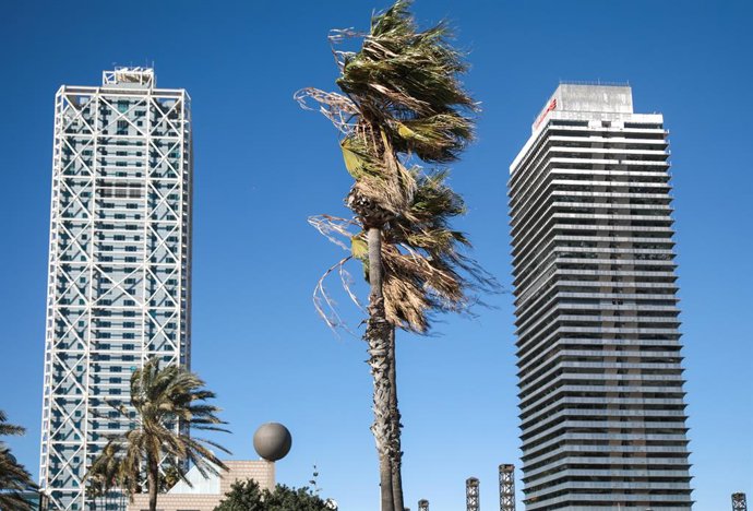 Una palmera moguda pel temporal a Barcelona