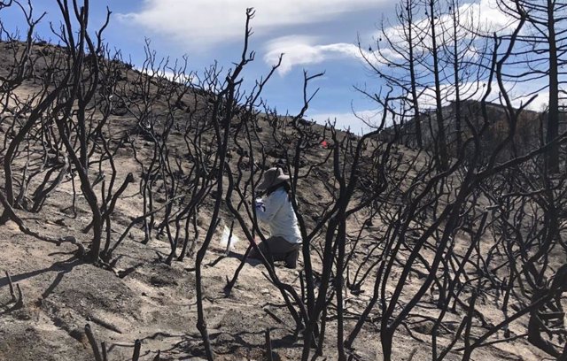 Investigador de la Universidad de California en Riverside toma muestras del suelo quemado por el incendio Holy Fire para su análisis.