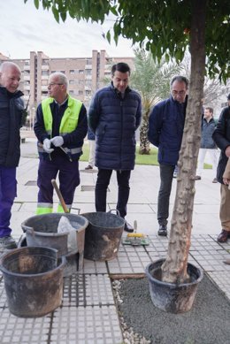 El alcalde de Córdoba, José María Bellido, visita las labores en los alcorques dentro del plan Joven Ahora.