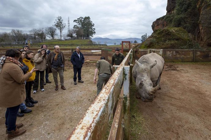 Nueva hembra de rinoceronte blanco incorporada al Parque de Cabárceno